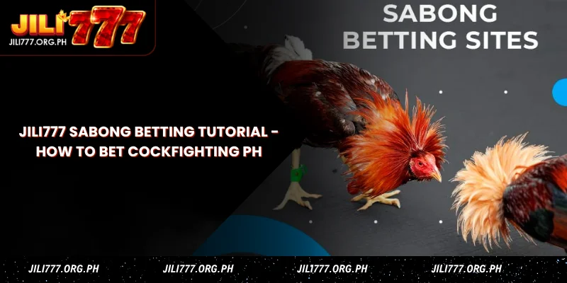jili777 sabong betting tutorial